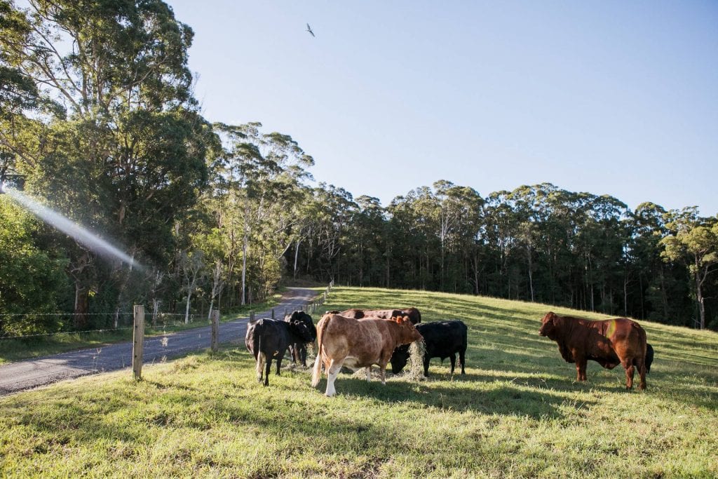 Fromart cows on farm