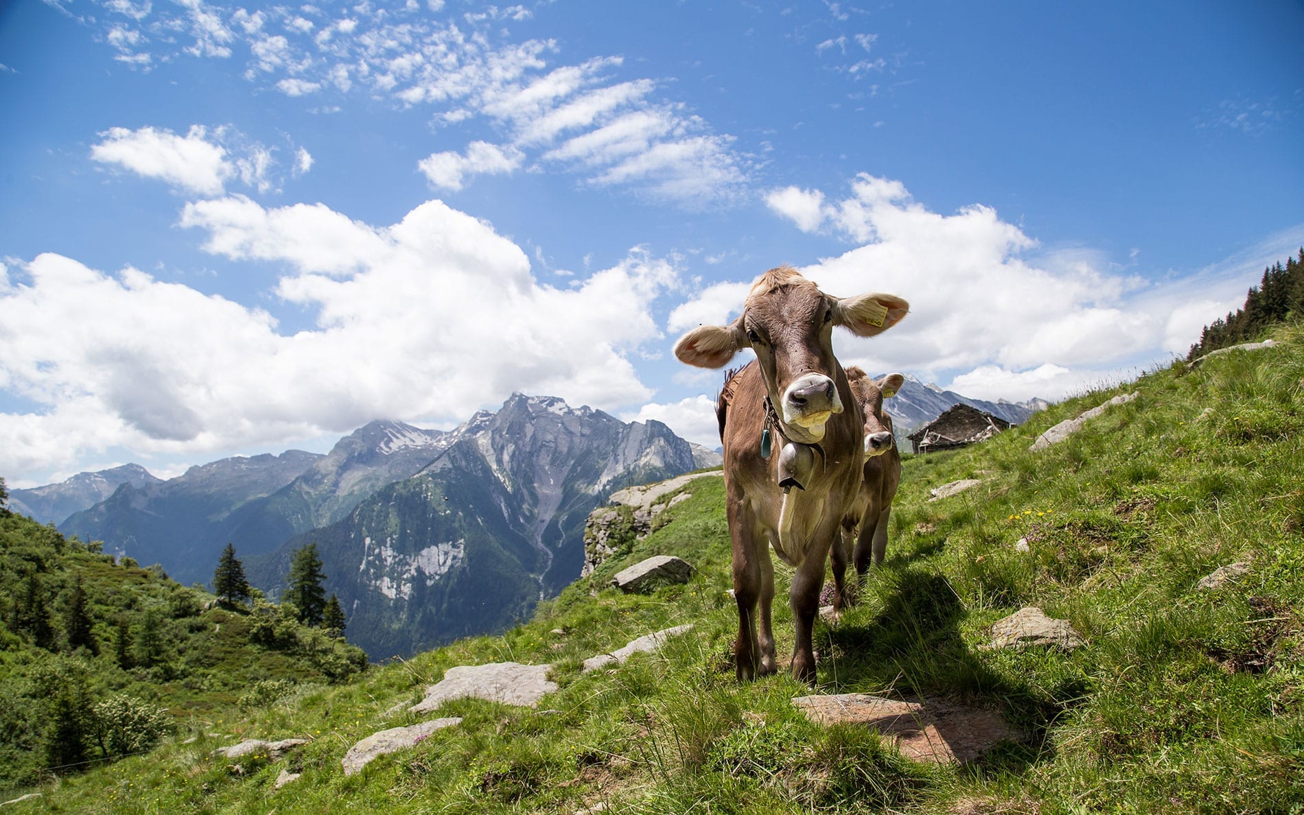 Buy Swiss Cheese Online